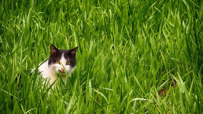 How To Cat-proof Your Garden | Red Zone Media