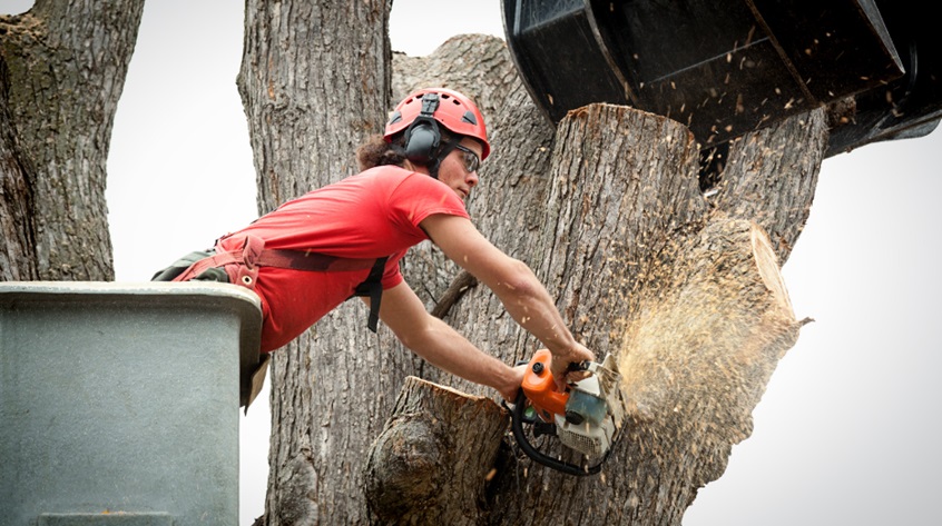 Tree Removal